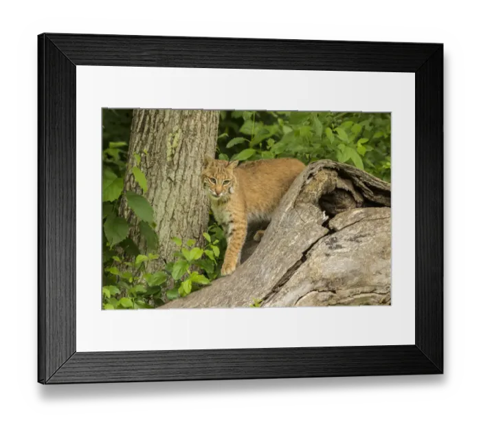 Framed Print : USA, Minnesota, Pine County. Captive bobcat