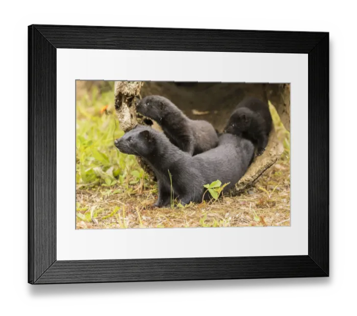 Framed Print : USA, Minnesota, Pine County. Captive adult and baby minks Framed Print : USA, Minnesota, Pine County. Captive adult and baby minks