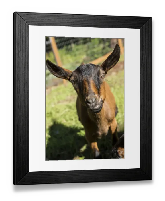 Framed Print : Issaquah, Washington State, USA. Close-up of an 11 week old Oberhasli goat. (PR)