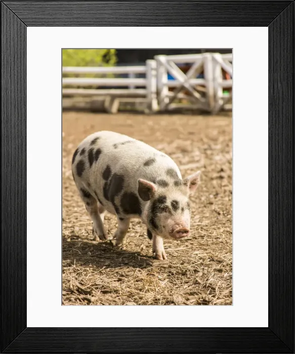 Framed Print : Issaquah, Washington State, USA. The Kunekune is a small breed of domestic pig with a docile Framed Print : Issaquah, Washington State, USA. The Kunekune is a small breed of domestic pig with a docile