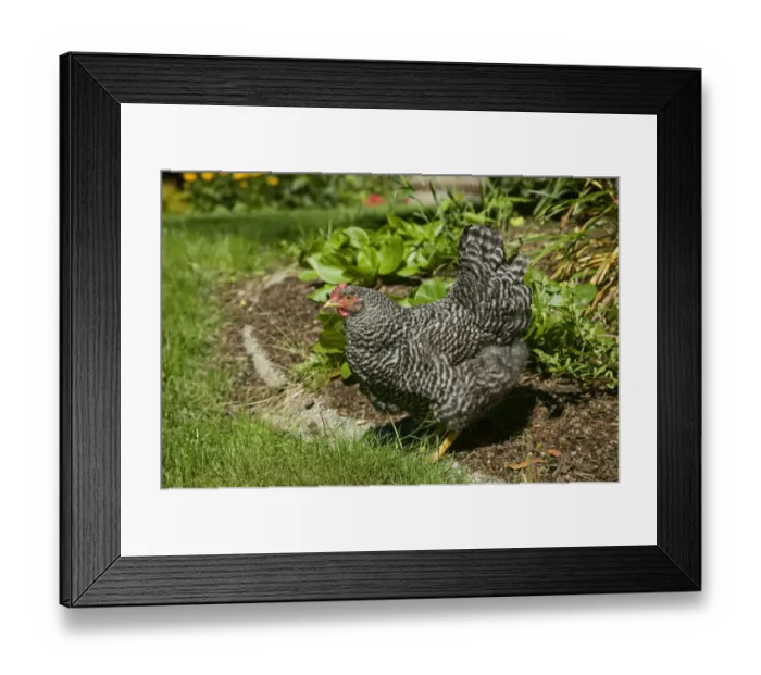 Framed Print : Issaquah, Washington State, USA. Free-ranging Barred Plymouth Rock chicken in a flower bed Framed Print : Issaquah, Washington State, USA. Free-ranging Barred Plymouth Rock chicken in a flower bed