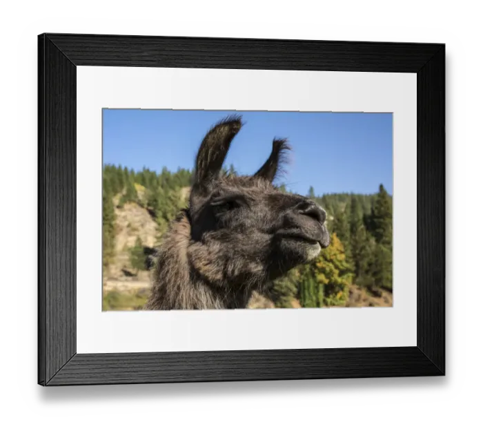 Framed Print : Leavenworth, Washington State, USA. Llama portrait. (PR)