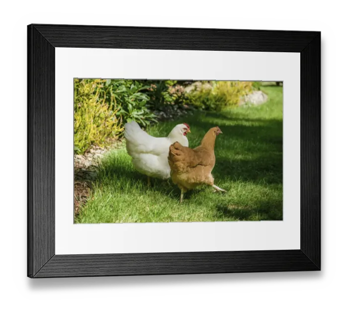 Framed Print : Issaquah, Washington State, USA. Free-ranging chickens White Plymouth Rock and Buff Framed Print : Issaquah, Washington State, USA. Free-ranging chickens White Plymouth Rock and Buff