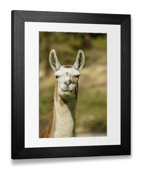 Framed Print : Leavenworth, Washington State, USA. Alpaca portrait at the Purple Crayon Ranch. (PR) Framed Print : Leavenworth, Washington State, USA. Alpaca portrait at the Purple Crayon Ranch. (PR)
