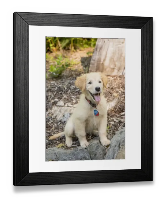 Framed Print : Issaquah, Washington State, USA. Golden Retriever puppy sitting atop a stone retaining wall Framed Print : Issaquah, Washington State, USA. Golden Retriever puppy sitting atop a stone retaining wall