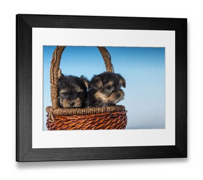 Framed Print : Two Teacup Yorkshire Terrier puppies sitting in a small basket. (PR) Framed Print : Two Teacup Yorkshire Terrier puppies sitting in a small basket. (PR)