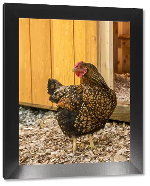 Issaquah, Washington State, USA. Golden Laced Wyandotte hen in front of a barn. (PR)