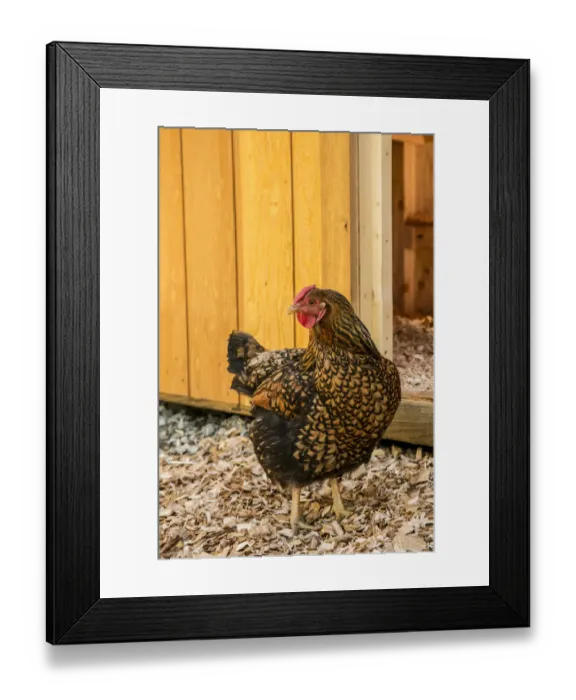 Framed Print : Issaquah, Washington State, USA. Golden Laced Wyandotte hen in front of a barn. (PR) Framed Print : Issaquah, Washington State, USA. Golden Laced Wyandotte hen in front of a barn. (PR)