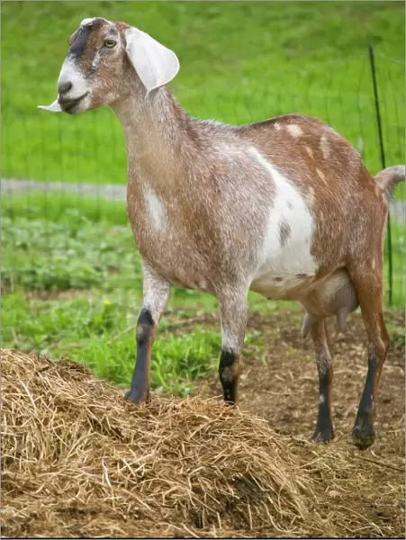 Bellevue, Washington State, USA. Nubian goat with a full udder, standing in a fenced