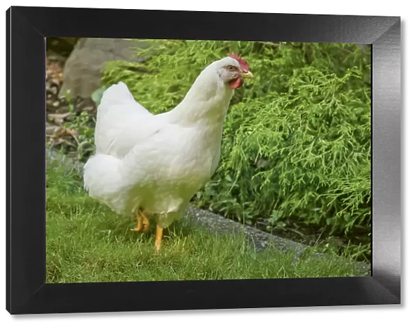 Issaquah, Washington State, USA. Free-ranging White Plymouth Rock chicken roaming across the lawn