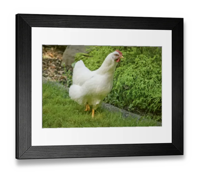 Framed Print : Issaquah, Washington State, USA. Free-ranging White Plymouth Rock chicken roaming across the lawn Framed Print : Issaquah, Washington State, USA. Free-ranging White Plymouth Rock chicken roaming across the lawn