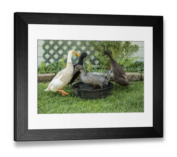 Framed Print : Leavenworth, Washington State, USA. Four types of Indian Runner ducks: White and Fawn Framed Print : Leavenworth, Washington State, USA. Four types of Indian Runner ducks: White and Fawn