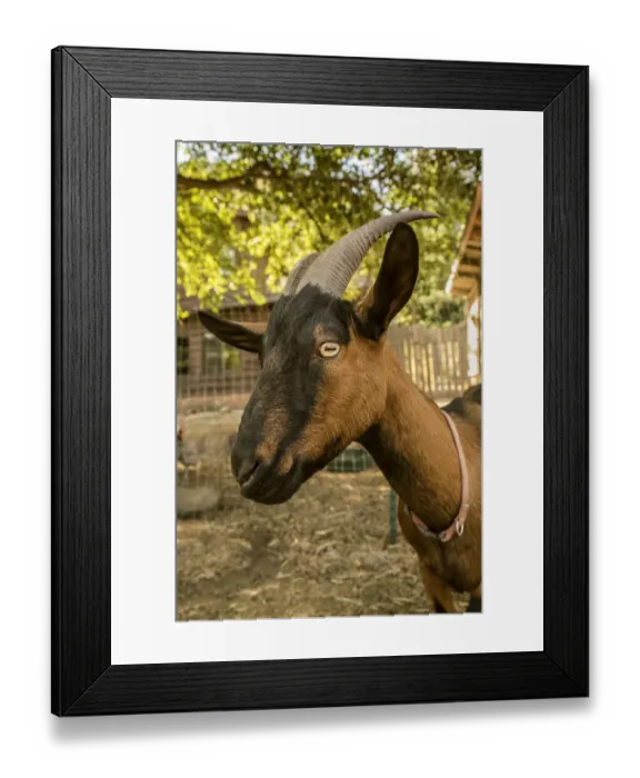 Framed Print : Leavenworth, Washington State, USA. Close-up of a Oberhasli goat. (PR)