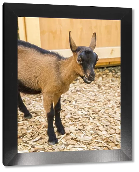 Issaquah, Washington State, USA. 11 week old Oberhasli goat standing near its barn. (PR)
