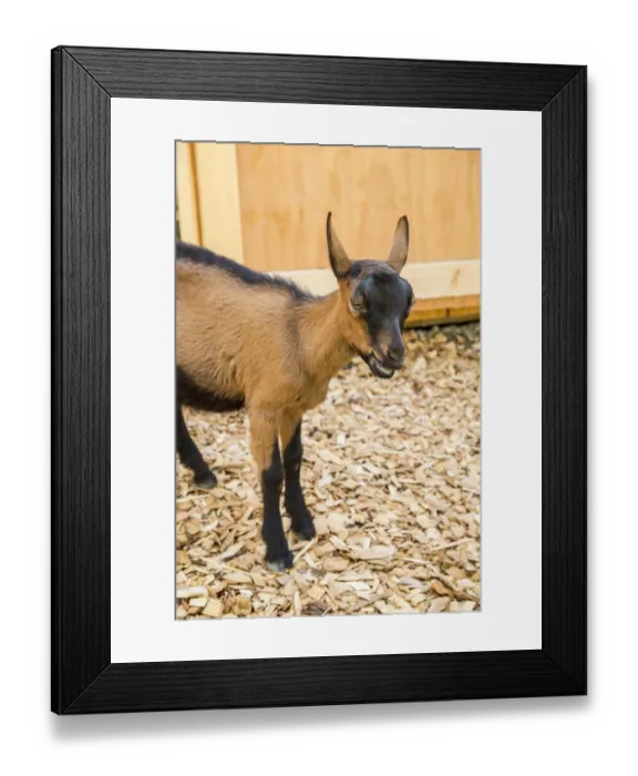 Framed Print : Issaquah, Washington State, USA. 11 week old Oberhasli goat standing near its barn. (PR) Framed Print : Issaquah, Washington State, USA. 11 week old Oberhasli goat standing near its barn. (PR)