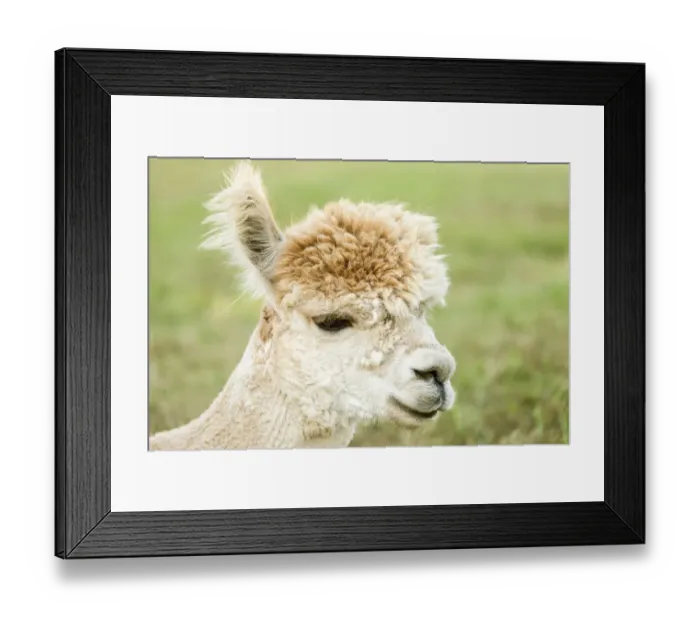 Framed Print : San Juan Islands, Washington State, USA. Close-up of an Alpaca Framed Print : San Juan Islands, Washington State, USA. Close-up of an Alpaca