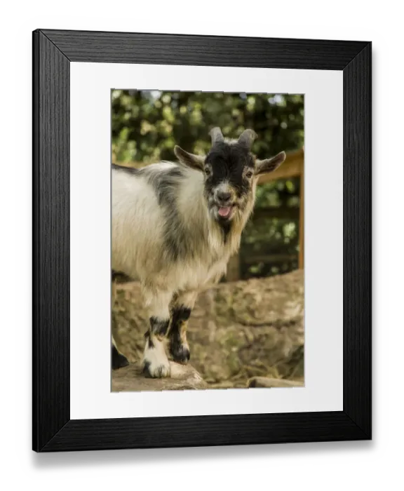 Framed Print : Issaquah, Washington State, USA. African Pygmy goat calling Framed Print : Issaquah, Washington State, USA. African Pygmy goat calling