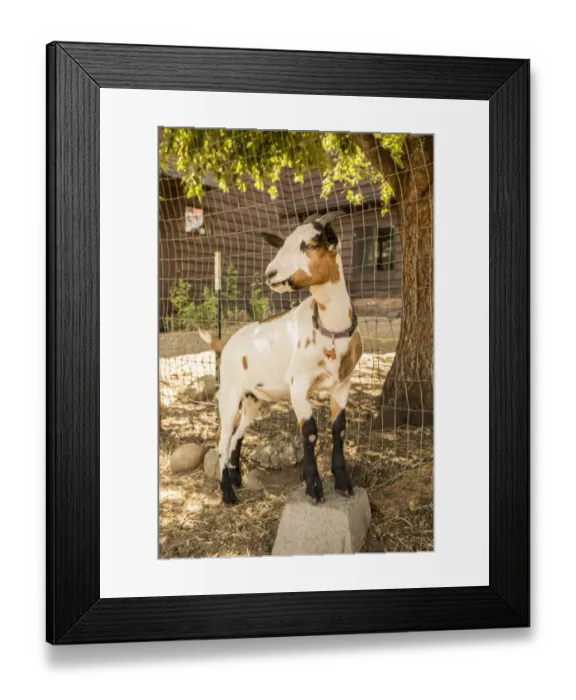 Framed Print : Leavenworth, Washington State, USA. Portrait of an Alpine dairy goat. (PR)