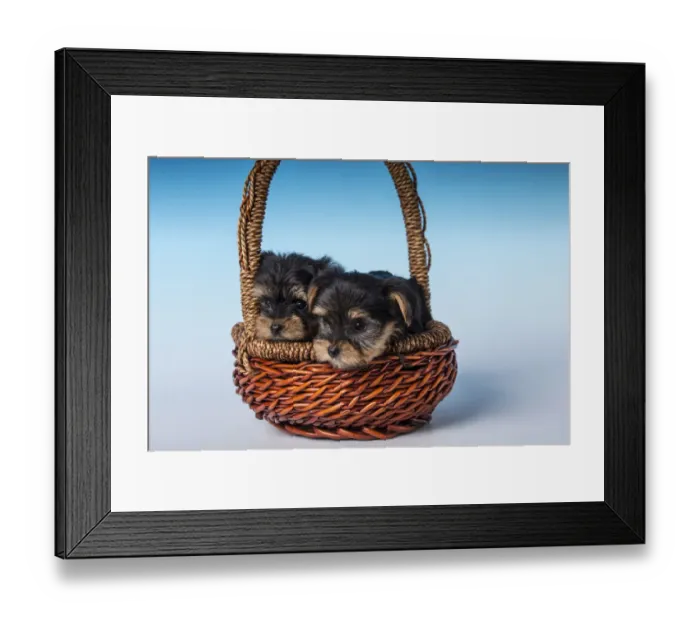 Framed Print : Two Teacup Yorkshire Terrier puppies sitting in a small basket. (PR) Framed Print : Two Teacup Yorkshire Terrier puppies sitting in a small basket. (PR)