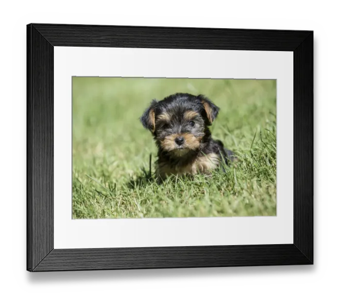 Framed Print : Issaquah, Washington State, USA. Cute tiny Yorkshire Terrier puppy experiencing his Framed Print : Issaquah, Washington State, USA. Cute tiny Yorkshire Terrier puppy experiencing his