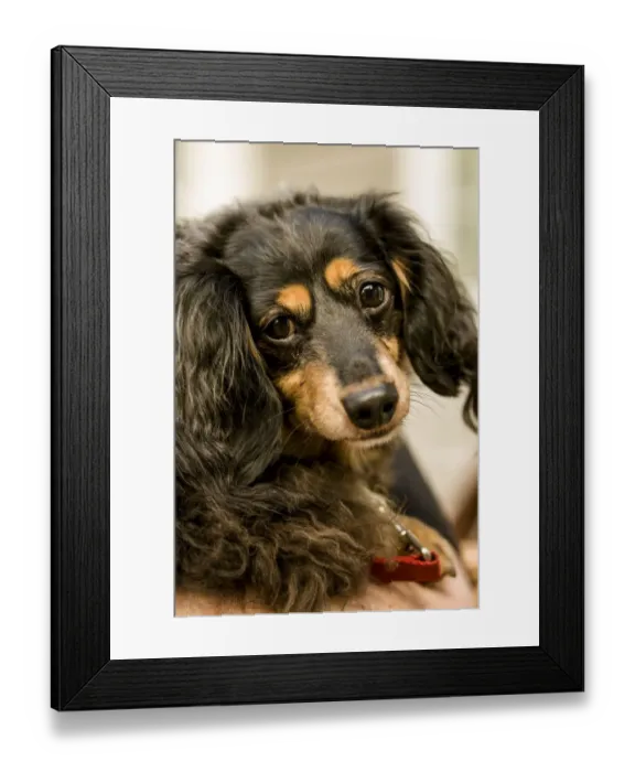 Framed Print : San Juan Island, Washington State, USA. Portrait of a Long-haired Dachshund