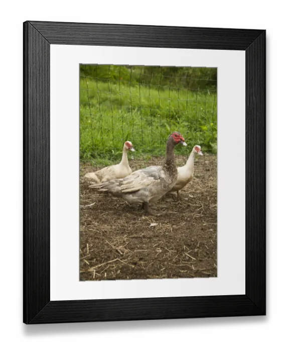 Framed Print : Bellevue, Washington State, USA. Male and two female domestic Muscovy ducks, also Framed Print : Bellevue, Washington State, USA. Male and two female domestic Muscovy ducks, also