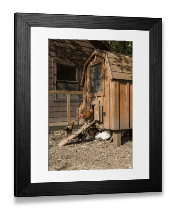 Framed Print : Issaquah, Washington State, USA. Mixed breeds of chickens around a hand-made chicken coop Framed Print : Issaquah, Washington State, USA. Mixed breeds of chickens around a hand-made chicken coop