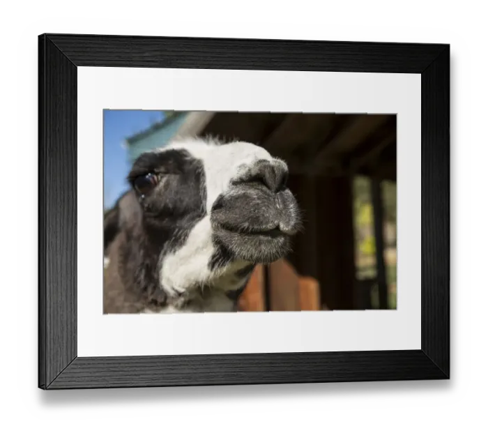 Framed Print : Leavenworth, Washington State, USA. Llama portrait. (PR) Framed Print : Leavenworth, Washington State, USA. Llama portrait. (PR)