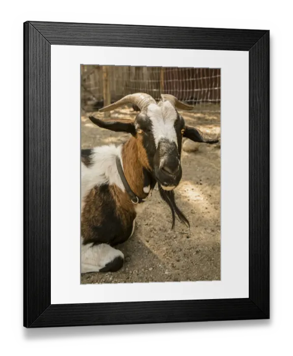 Framed Print : Leavenworth, Washington State, USA. Portrait of an Alpine dairy goat. (PR)