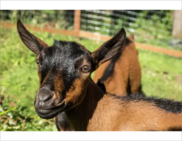 Issaquah, Washington State, USA. Close-up of 11 week old Oberhasli goats. (PR)