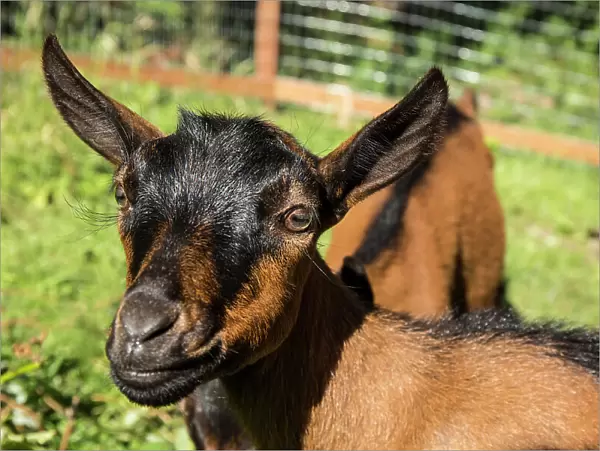 Issaquah, Washington State, USA. Close-up of 11 week old Oberhasli goats. (PR)