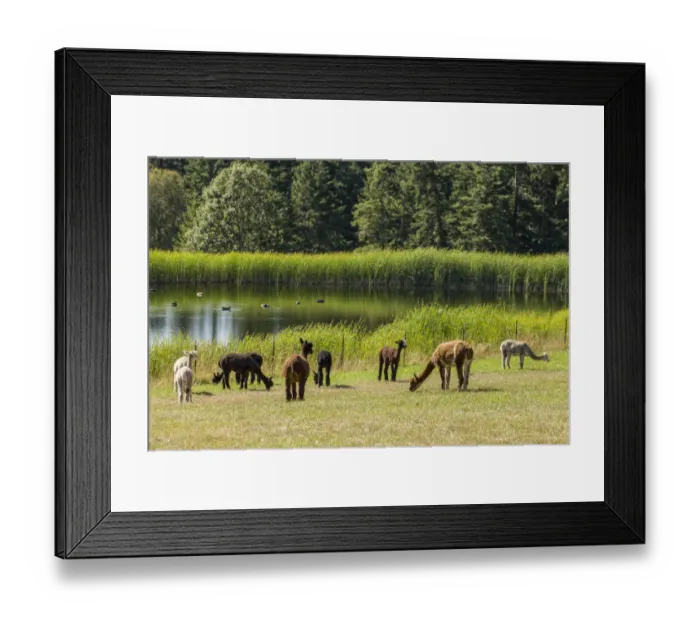 Framed Print : San Juan Islands, Washington State, USA. Herd of alpacas by a farm pond Framed Print : San Juan Islands, Washington State, USA. Herd of alpacas by a farm pond