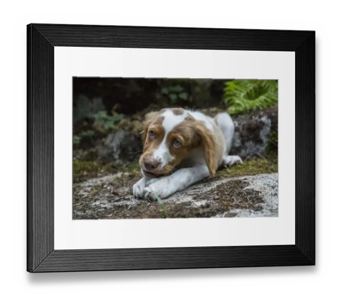 Framed Print : Issaquah, Washington State, USA. Two month old Brittany Spaniel enjoying a chew stick Framed Print : Issaquah, Washington State, USA. Two month old Brittany Spaniel enjoying a chew stick