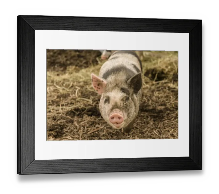 Framed Print : Issaquah, Washington State, USA. The Kunekune is a small breed of domestic pig with a docile Framed Print : Issaquah, Washington State, USA. The Kunekune is a small breed of domestic pig with a docile