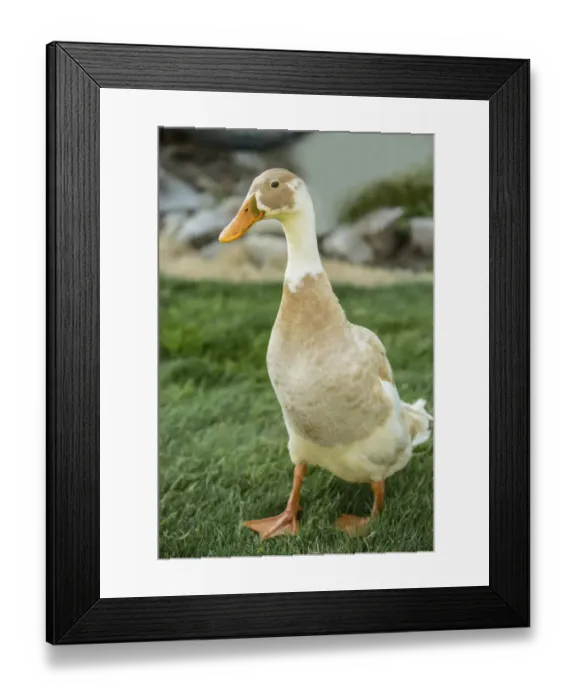 Framed Print : Leavenworth, Washington State, USA. Fawn and White Indian Runner duck. (PR) Framed Print : Leavenworth, Washington State, USA. Fawn and White Indian Runner duck. (PR)