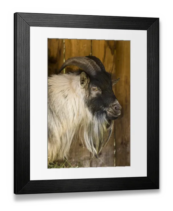 Framed Print : Issaquah, Washington State, USA. African Pygmy goat portrait Framed Print : Issaquah, Washington State, USA. African Pygmy goat portrait