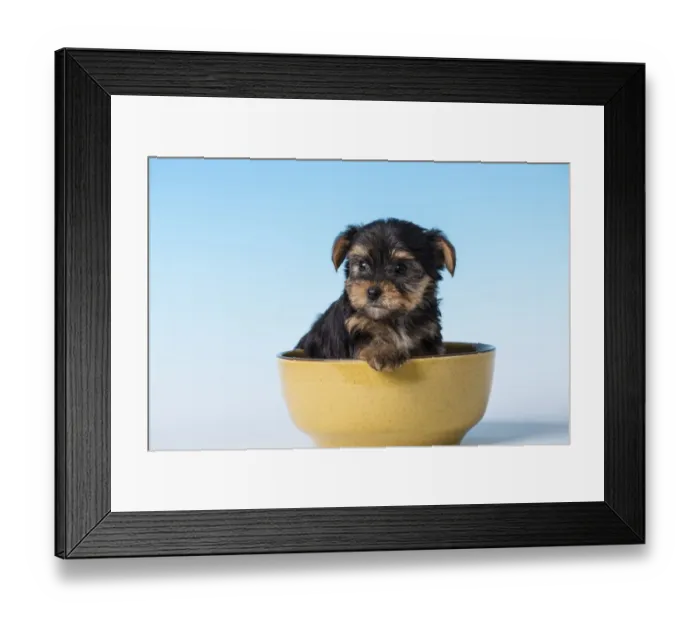 Framed Print : Yorkshire Terrier puppy sitting in a small bowl. (PR)