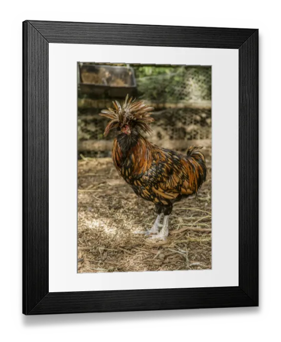 Framed Print : Issaquah, Washington State, USA. Polish hens are a unique breed of chicken with their Framed Print : Issaquah, Washington State, USA. Polish hens are a unique breed of chicken with their