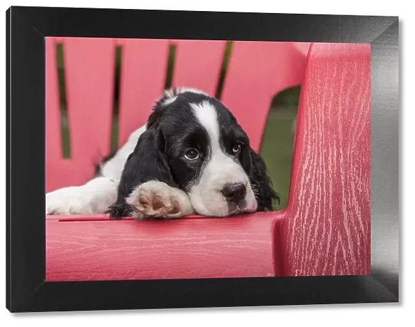 Issaquah, Washington State, USA. Two month old Springer Spaniel puppy resting in