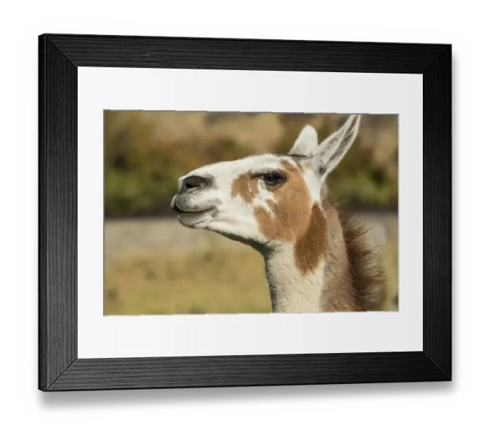 Framed Print : Leavenworth, Washington State, USA. Alpaca portrait at the Purple Crayon Ranch. (PR) Framed Print : Leavenworth, Washington State, USA. Alpaca portrait at the Purple Crayon Ranch. (PR)