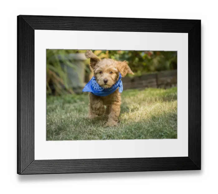 Framed Print : Issaquah, Washington State, USA. Eight week old Goldendoodle puppy wearing a neckerchief