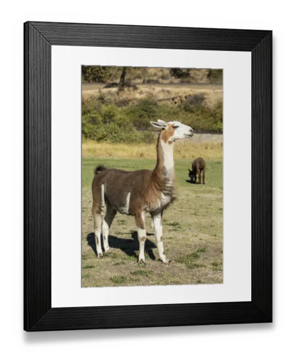 Framed Print : Leavenworth, Washington State, USA. Alpacas feeding in the pasture at the Purple Crayon Ranch