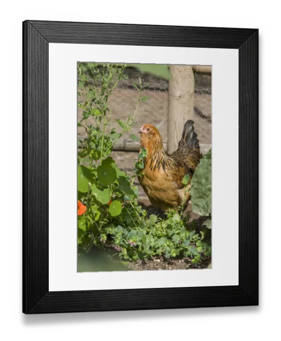 Framed Print : Issaquah, Washington State, USA. Americana chicken foraging in a garden Framed Print : Issaquah, Washington State, USA. Americana chicken foraging in a garden