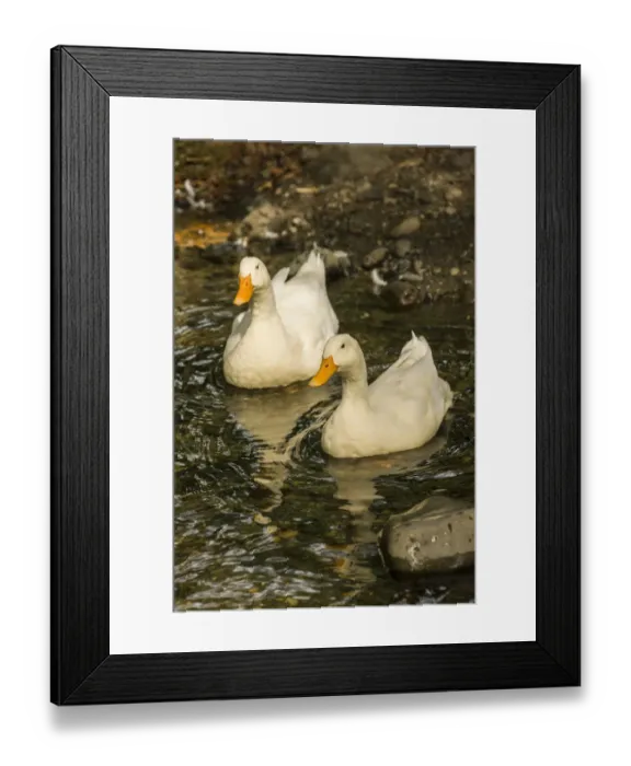 Framed Print : Issaquah, Washington State, USA. Domestic free-range Pekin ducks swimming in a stream by their farm Framed Print : Issaquah, Washington State, USA. Domestic free-range Pekin ducks swimming in a stream by their farm