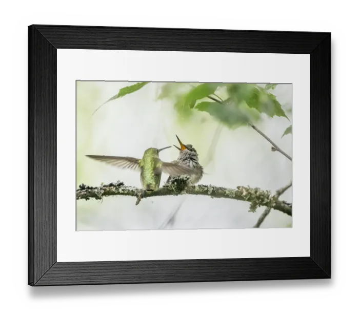 Framed Print : USA, Washington State. Annas Hummingbird (Calypte anna) female gets ready to