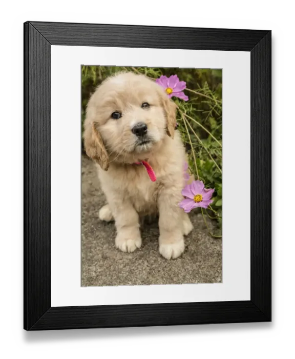Framed Print : Issaquah, Washington State, USA. Cute seven week Goldendoodle puppy sitting by some