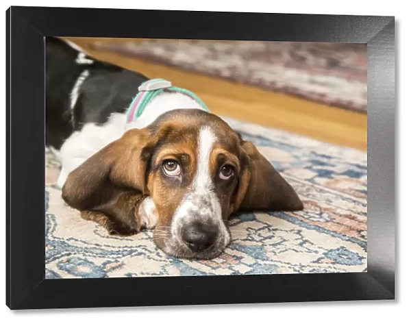 Three month old Basset puppy looking forlorn as she reclines on an area rug. (PR)