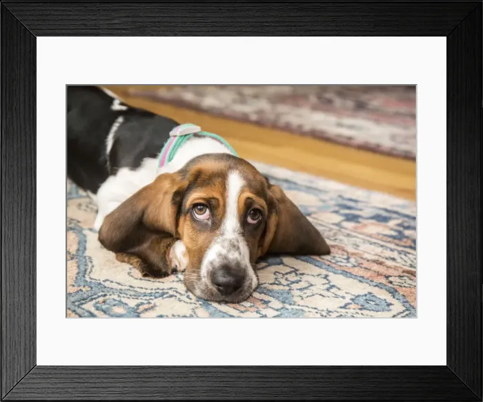 Framed Print : Three month old Basset puppy looking forlorn as she reclines on an area rug. (PR) Framed Print : Three month old Basset puppy looking forlorn as she reclines on an area rug. (PR)