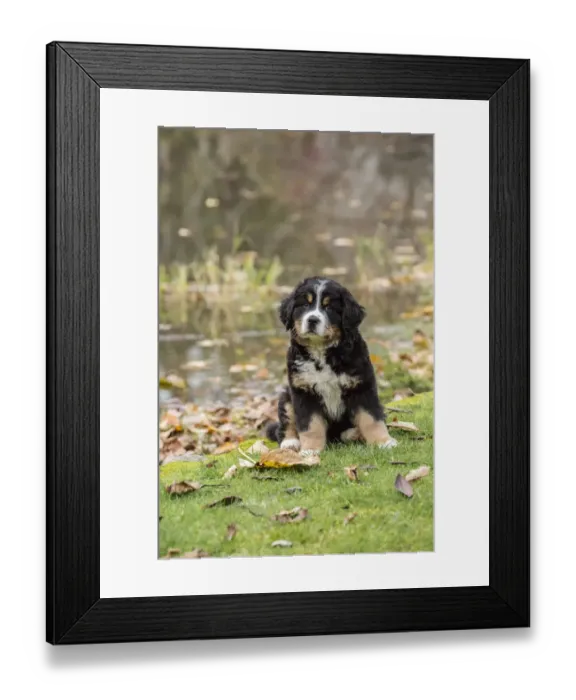 Framed Print : North Bend, Washington State, USA. Ten week old Bernese Mountain puppy sitting by Framed Print : North Bend, Washington State, USA. Ten week old Bernese Mountain puppy sitting by