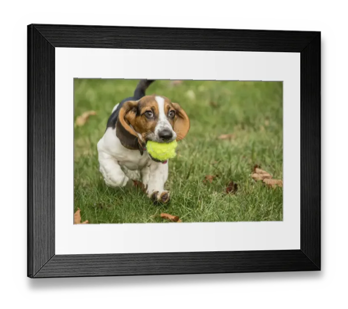 Framed Print : Maple Valley, Washington State, USA. Three month old Basset puppy proudly carrying